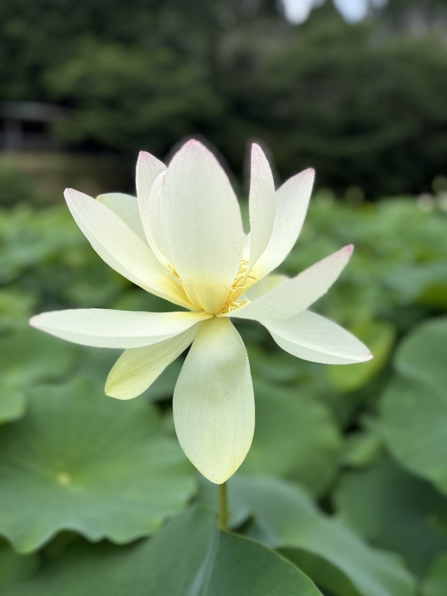gagambo3's tweet photo. 穴虫の郷
まだ少ししか咲いてないね https://t.co/2X0BDR6gQu
