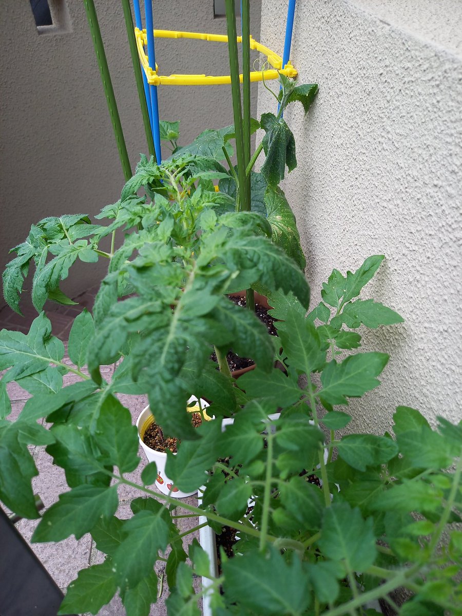 863310's tweet photo. 植えた記憶のないトマトが元気に育ってます…。

コンポストで堆肥を作っていたので、種が紛れていたのかと…。

#家庭菜園
#夏野菜
#ミニトマト
#コンポスト
#堆肥 https://t.co/YhByFV9gno