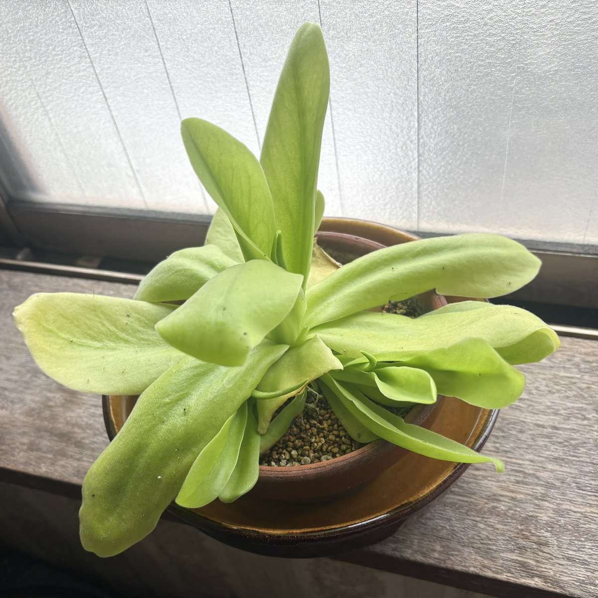 dalmatianfrog's tweet photo. ギガンティア(P.gigantea)花が終わったら脇から子株が出てきた！
増やせるのはいいんだけど、個人的にはそのまま親株が巨大になる姿も見たかったなとは思う。日当たりや湿度にも影響があるのかな？
＃食虫植物 ＃ムシトリスミレ https://t.co/GrsurspXWg