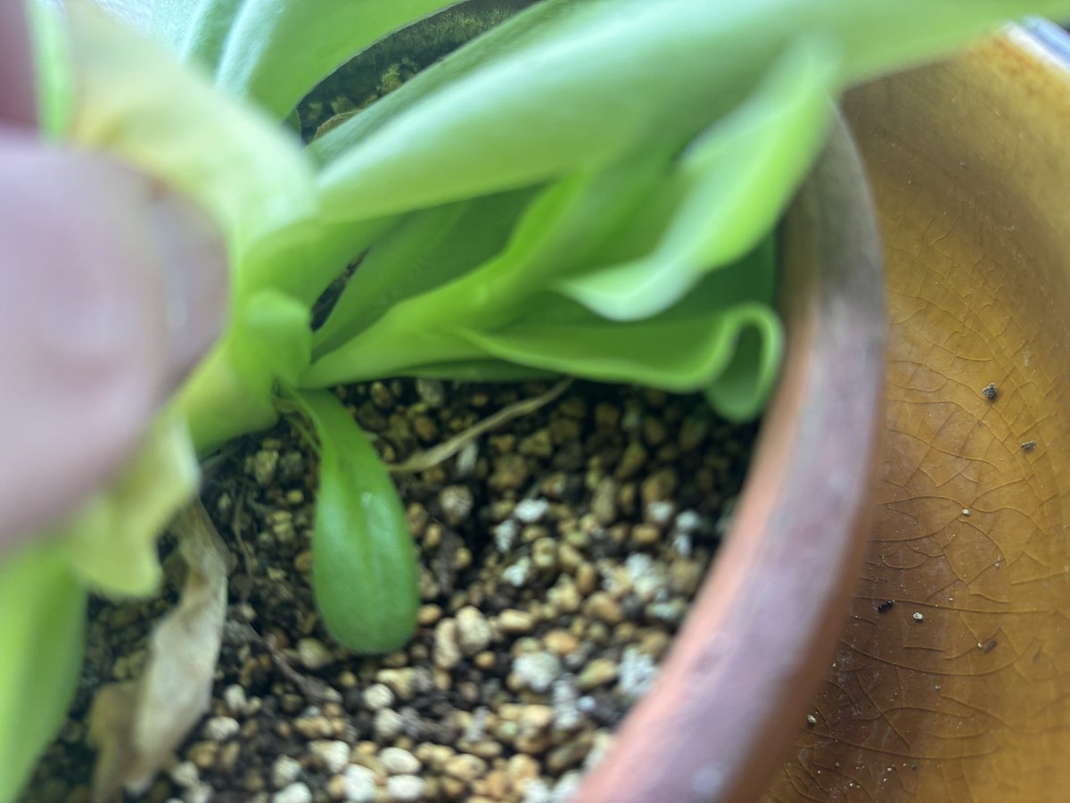 dalmatianfrog's tweet photo. ギガンティア(P.gigantea)花が終わったら脇から子株が出てきた！
増やせるのはいいんだけど、個人的にはそのまま親株が巨大になる姿も見たかったなとは思う。日当たりや湿度にも影響があるのかな？
＃食虫植物 ＃ムシトリスミレ https://t.co/GrsurspXWg