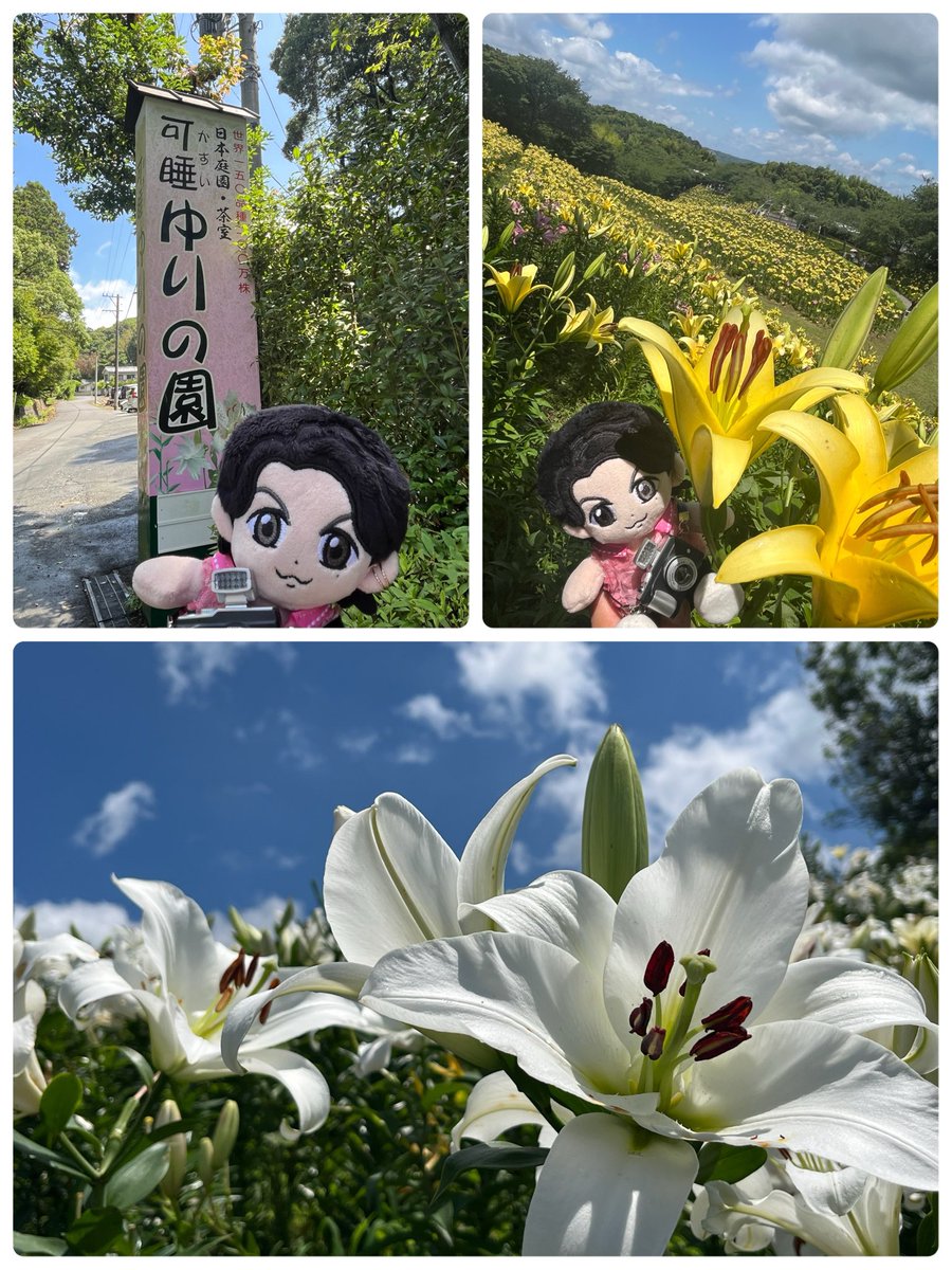 kiyon0616's tweet photo. 今日は、🎬あの花の世界へ。

お天気も良く青空に、一面の百合が映えてるぅ
綺麗〜っ‼️
そして園内は百合の良い香りが♡
映画のワンシーンが思い浮かびます。
紫陽花も見頃でした

静岡と言えば…さわやかのハンバーグ😋
勿論げんこつで。美味し。

#可睡ゆりの園
#あの花
#あの星
#BROS1991 https://t.co/YxSwsEoYDr