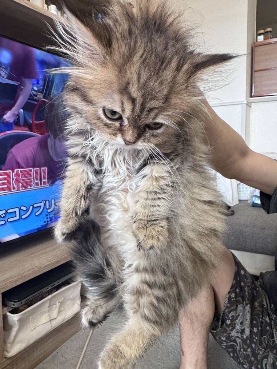 r_grey26's tweet photo. 11-15🐱

このすね毛もじゃもじゃはお父さんです。
これは実家の猫です。 https://t.co/6M1zcknu3a