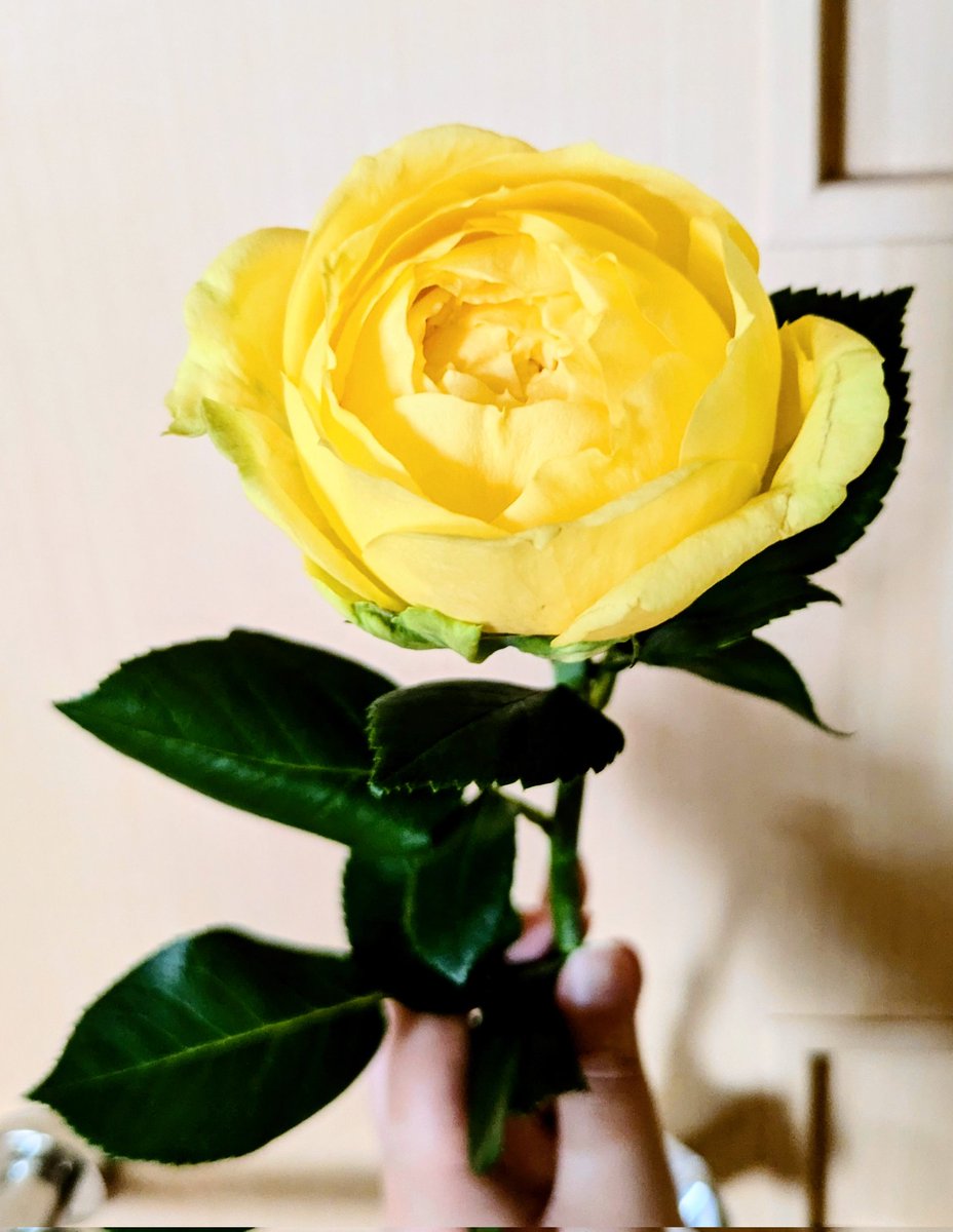 今年も参加いたしましたので🍀 黄色い薔薇〜♪ やっぱり素敵ですね