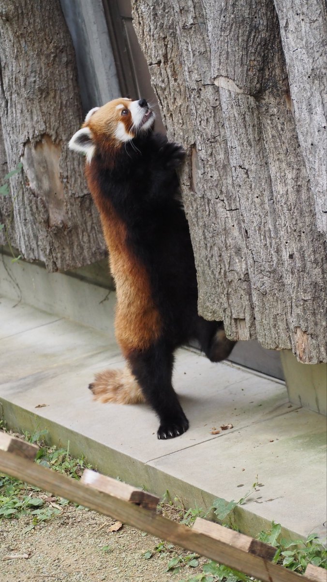 pantarou0141's tweet photo. ああかわいい(  ◜ω◝ )♡

#王子動物園 #レッサーパンダ #ジャズ https://t.co/pztDj46HaC