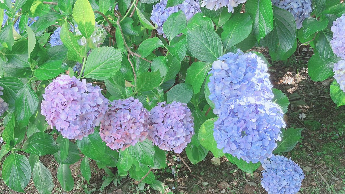 hachi_every's tweet photo. あじさい！ https://t.co/VRClVmRT1J