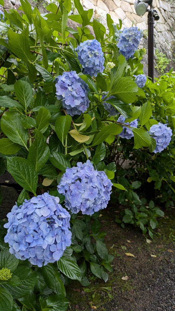 chisa_sh's tweet photo. あじさい͛💠 https://t.co/apXd997CX2