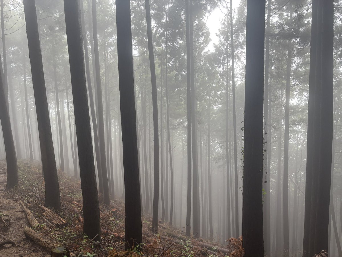 gen_aboutbear's tweet photo. 高尾山〜景信山縦走
これから歌会いきます https://t.co/JMF5iAd4RD