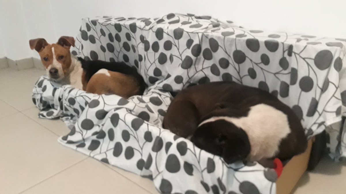 balcanizada's tweet photo. 🚨URGENTE🚨

Abandonaron a estos dos perros, madre e hijo, en Juan B. Justo hace apenas unas horas. Están solos en un departamento vacío que debe entregarse esta semana, por lo que necesitan un tránsito o adopción urgente para no quedar nuevamente en la calle.

Por favor, compartan para ayudarlos a encontrar un lugar seguro lo antes posible. 

Contacto: 11 2398-8683