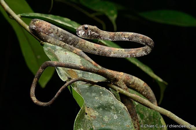 AMAZlNGNATURE's tweet photo. The blunthead slug snake is the most stick-like snake I've ever seen. It looks permanently concerned

Found in the forests of Southeast Asia, this slender snake specializes in hunting slugs and snails and blends in so well it can easily be mistaken for a twig https://t.co/fFnNwvNoTu