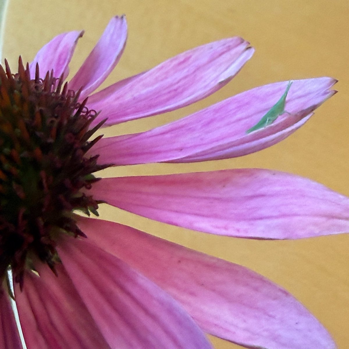 yuukr3's tweet photo. 雨で倒伏したエキナセアを剪ってきたら、花弁に小さなお客さんがいた。 https://t.co/ygiusENQz8