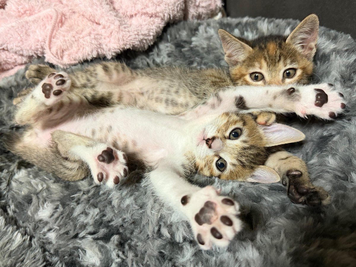 tartekatze's tweet photo. 肉球かわゆ🐾 https://t.co/bj1u0X1Uyw
