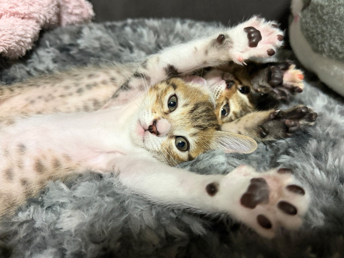 tartekatze's tweet photo. 肉球かわゆ🐾 https://t.co/bj1u0X1Uyw