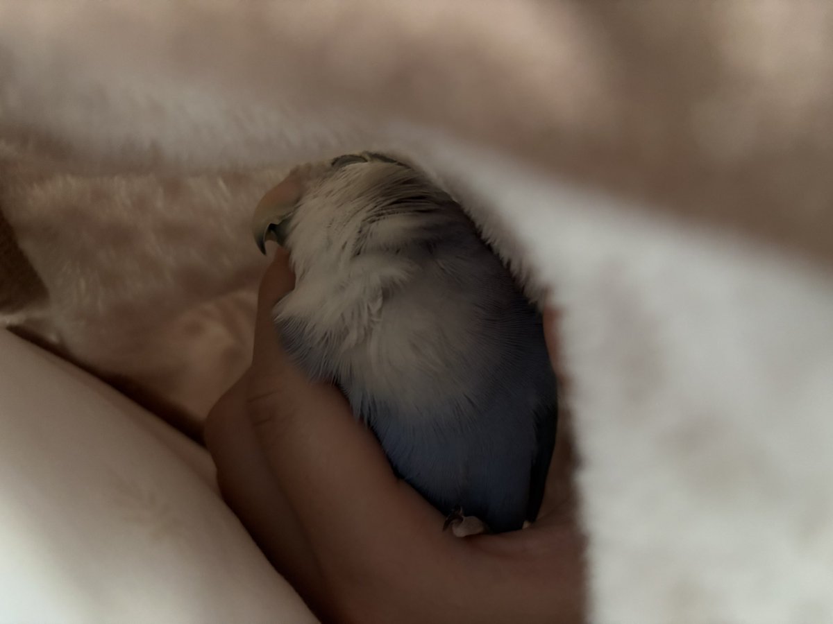 r1cyandayo's tweet photo. スヤスヤ😴毎日かわいいインコ

 #りちぼ https://t.co/cf80PnddSJ