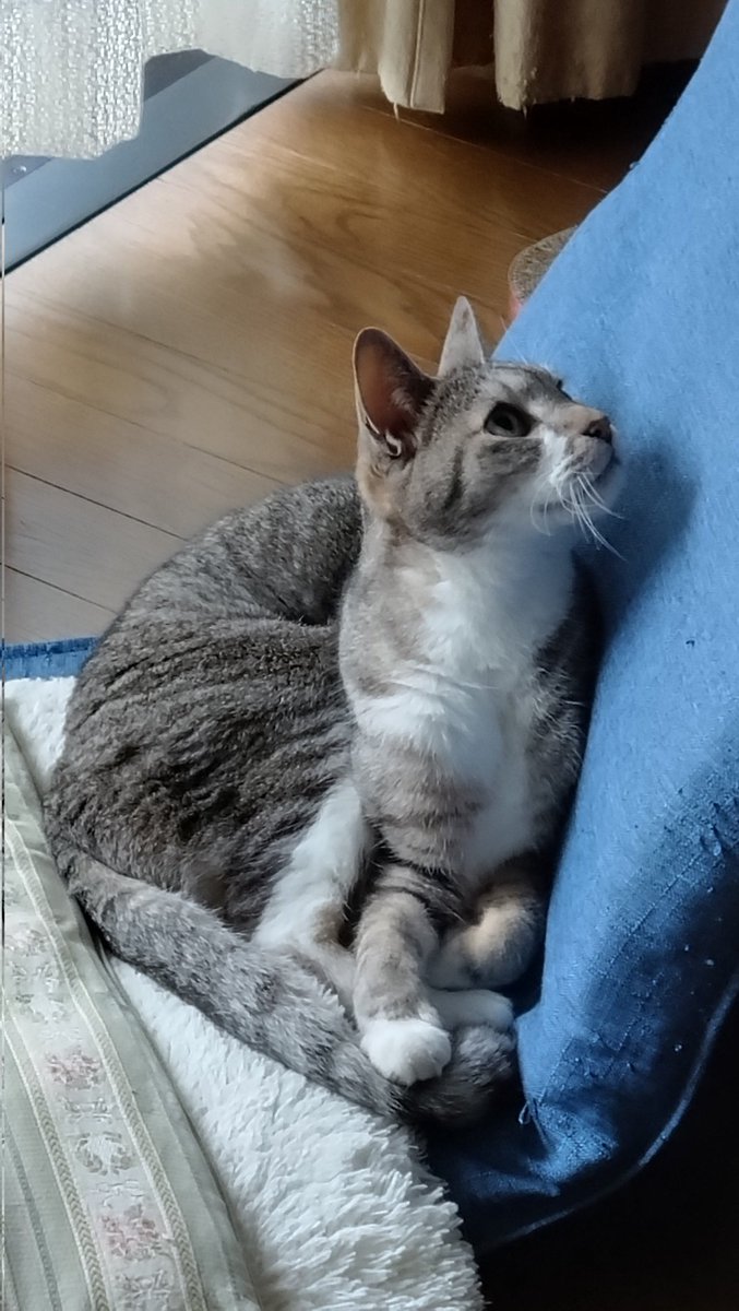 Kakusuke98's tweet photo. お知らせ3つめ！
猫 https://t.co/ZEUB8Mj8fC