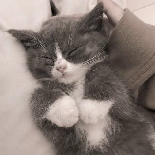 nojamismine's tweet photo. น้องแจมินนอน🐱🤲🏻✨ https://t.co/YJgt7YdTt7