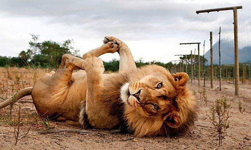 LionInCrisis's tweet photo. Today is International Yoga day https://t.co/fl3q76bQRX