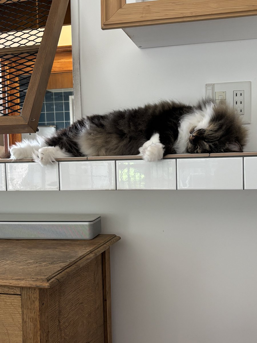 RT @nyorozo: 猫が気持ちよさそうに寝てるのを見て、「横を向いて寝て