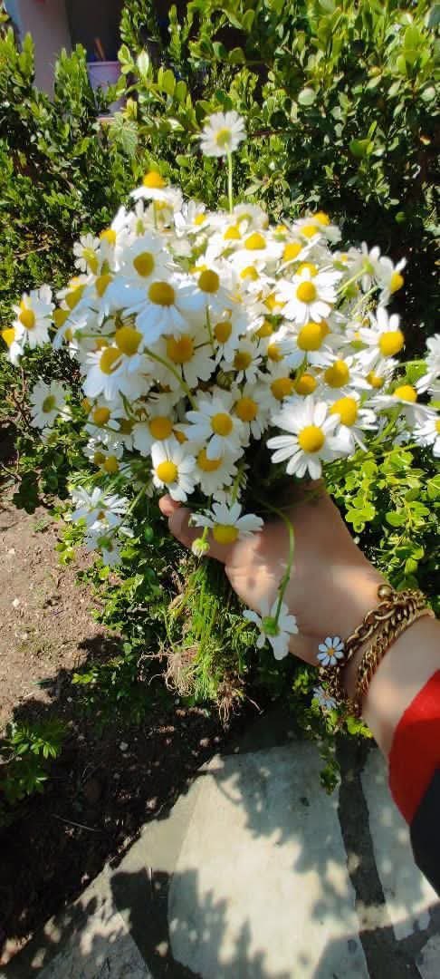 Ayseyaman42's tweet photo. Tüm Babaların🪾❤️
BABALAR günün Kutlu Olsun. 
BABA  dağ ⛰️
Anne Bağmış🍁 🍇Baba Ve Annenin Olmadığı Yerde
DÜNYA 🌎
insanlara Darmış 😰
RABBİM hayatta olan Babalara sıhhat ve Afiyetler Versin  ahirete İntikal Edenlerimize de CENNET Bahşetsin 
Herkese Mutlu günler🤲 https://t.co/GBxYM7QIgY