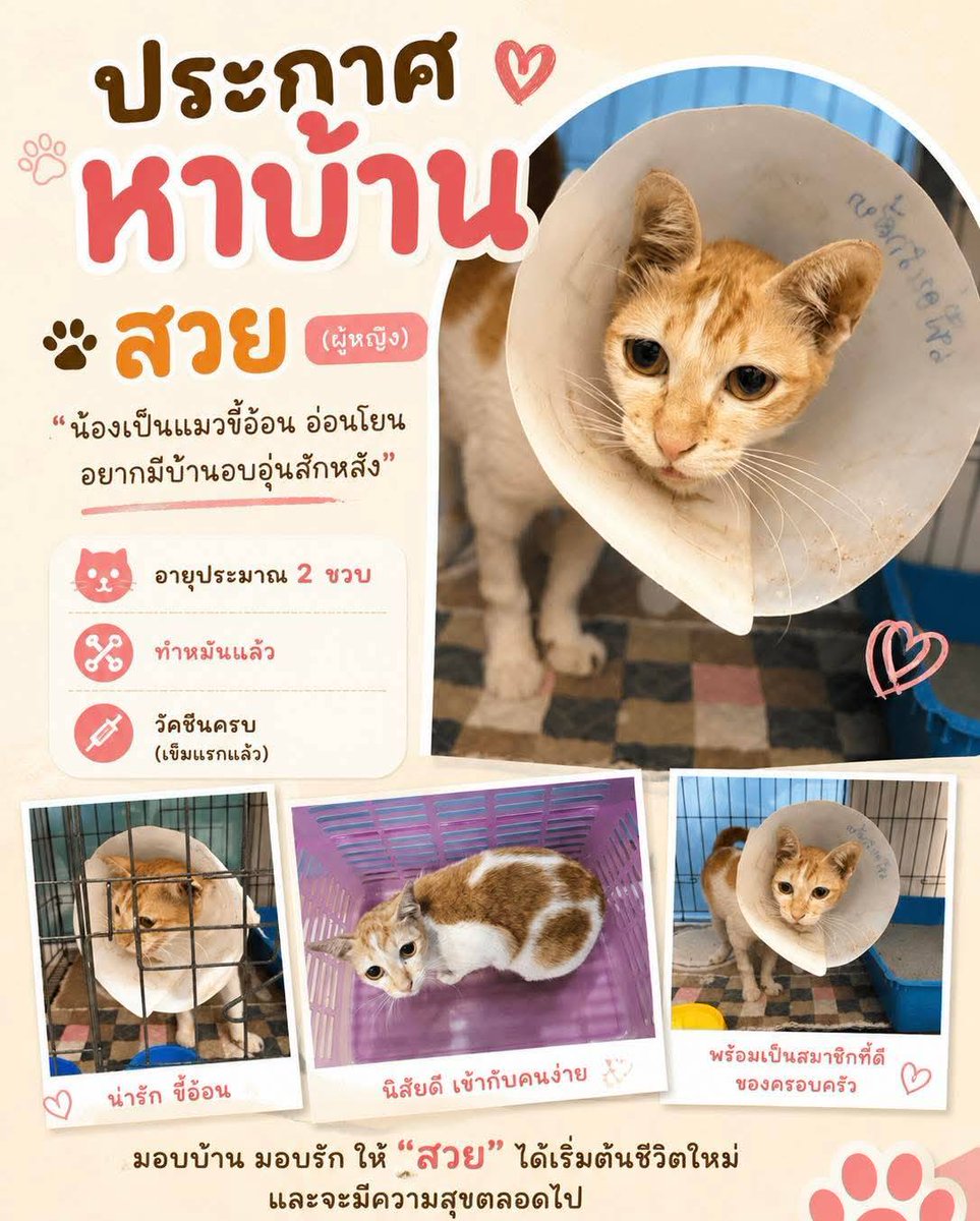 CatsterClub's tweet photo. หาบ้านให้น้องแมว (ฝากประกาศ)
สายพันธุ์ไทยปกติค่ะ เพศเมีย ข้อมูลตามรูปค่ะ
1. สวย อายุประมาณ 2 ขวบ สีขาวส้ม
2. คิวท์ อายุประมาณ 1 ขวบ ตัวสีขาว หัวและหางมีลาย
3. มอมแมม (เป็นพี่น้องกับคิวท์) อายุประมาณ 1 ขวบ ตัวสีจาว หัวและหางมีลาย จุดเด่น จมูกมีสีดูมอมแมม
4. ไข่ต้ม เป็นตัวผู้อายุประมาณ 8-9 เดือน
ทุกตัวทำหมันแล้ว
ทำวัคซีนรอบแรกแล้ว 
หยดยาไรเรื้อแล้ว
**มอมแมมเรียบร้อยมาก
**ไข่ต้มขี้กลัวมาก
ตอนนี้มีบ้านที่จะให้ไปพักได้ก่อน เค้าจะย้ายออกเร็วๆ นี้ค่ะ
อยู่แถวสวนสยาม
เบอร์ติดต่อเคส 0655324551 ตาลค่ะ
ใครสนใจรับดูแลติดต่อหาเจ้าของได้เลยนะคะ หรือ ช่วยกันรีกระจายข่าวก็ได้ค่ะ มาช่วยกันหาบ้านอันอบอุ่นให้น้องกันนะคะ