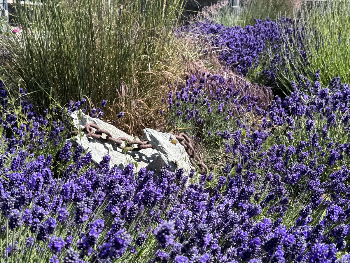 EmeseLindstrom's tweet photo. Less windy in the afternoon, eagle nests near by.  

Summer evening Art walk in La Connor ❤️ https://t.co/FXmxlwipl1
