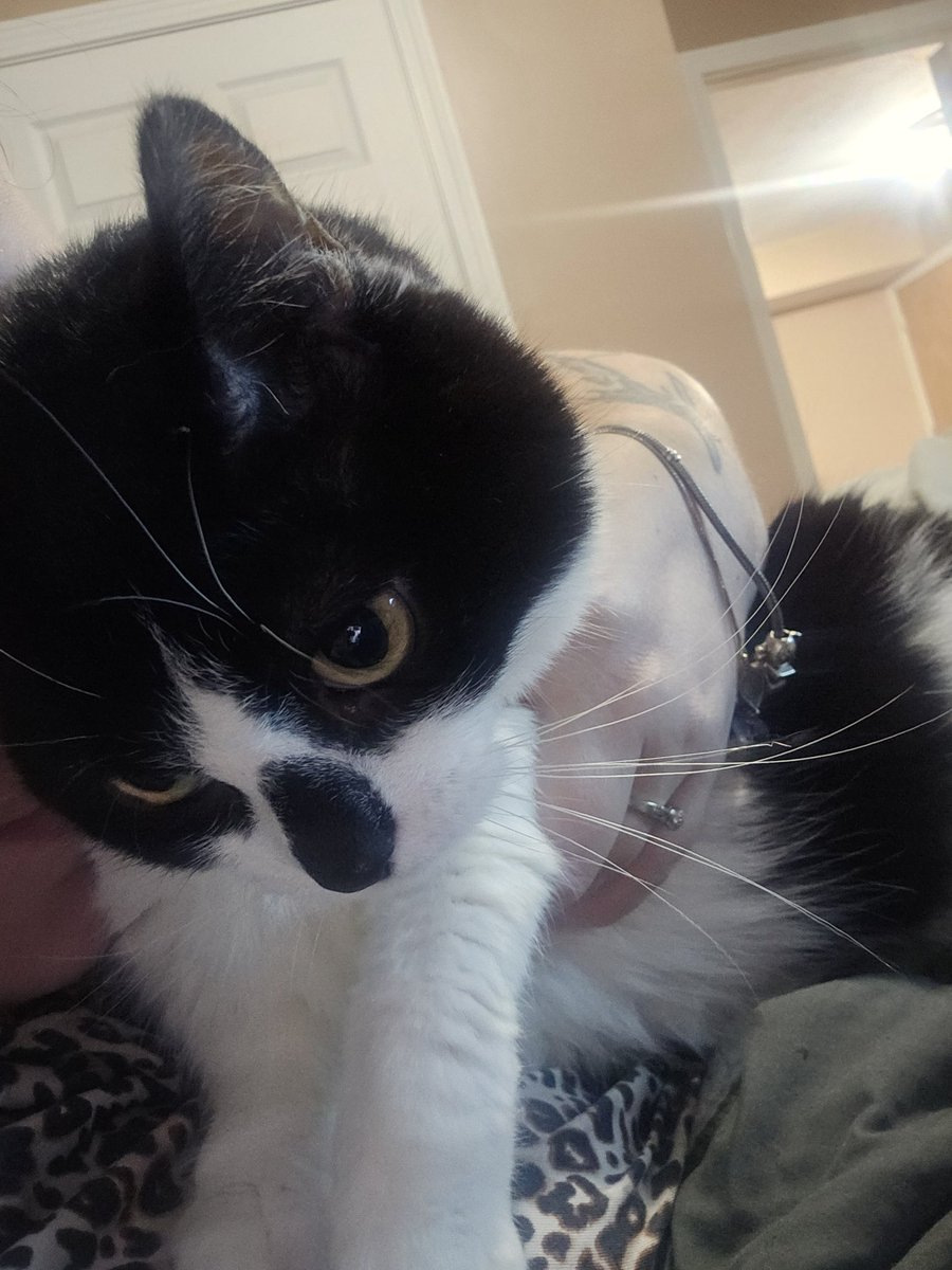 KelsTheMod's tweet photo. Im sorry but how could you NOT kiss this face against her will https://t.co/knovLvIEZ5