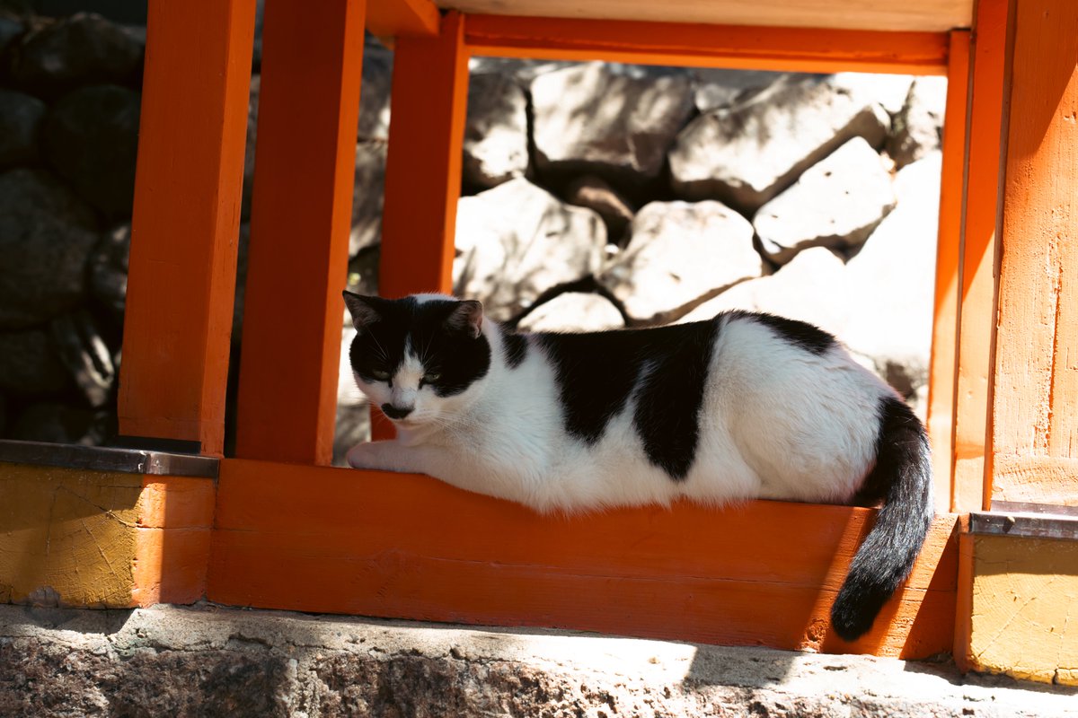 opera_yo's tweet photo. 神社の鳥居の写真撮ってたらかわいいカミサマが鎮座してた🐈最初気付かんかった。 https://t.co/rlXyefWSJ0