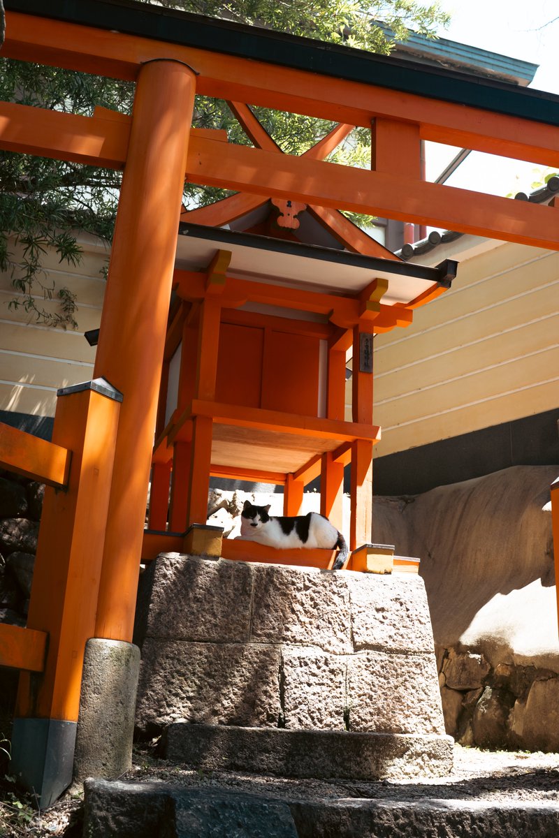opera_yo's tweet photo. 神社の鳥居の写真撮ってたらかわいいカミサマが鎮座してた🐈最初気付かんかった。 https://t.co/rlXyefWSJ0