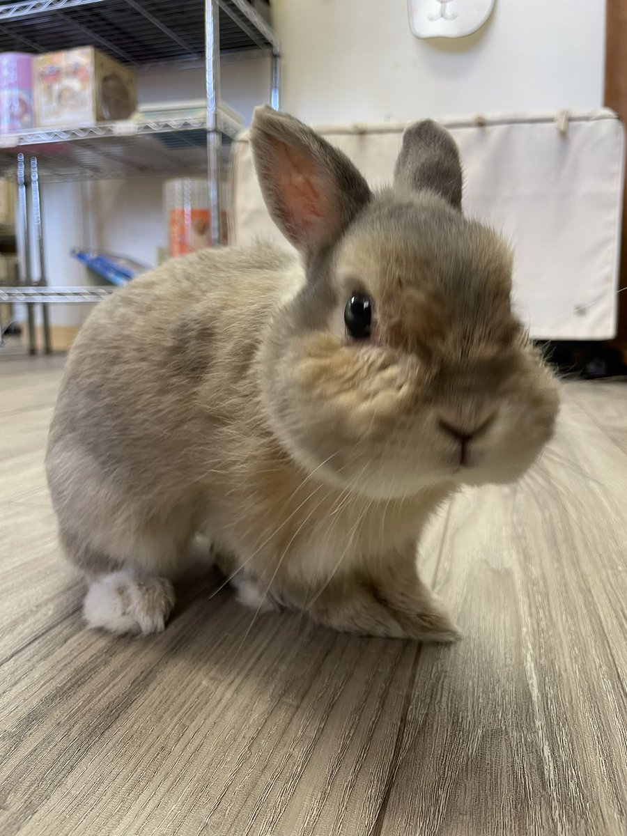 chocolate_otter's tweet photo. 本日も12時開店しました🙇‍♂️
郡山市内も梅雨入りしあいにくの雨模様です🌀今日はうさぎ好きオフ会も開催しておりますが平常とおり営業していますのでご安心を🙆‍♂️オフ会は来月20日"海の日"を予定しています✨それでは本日もご来店お待ちしています😊 https://t.co/2tH037M31g