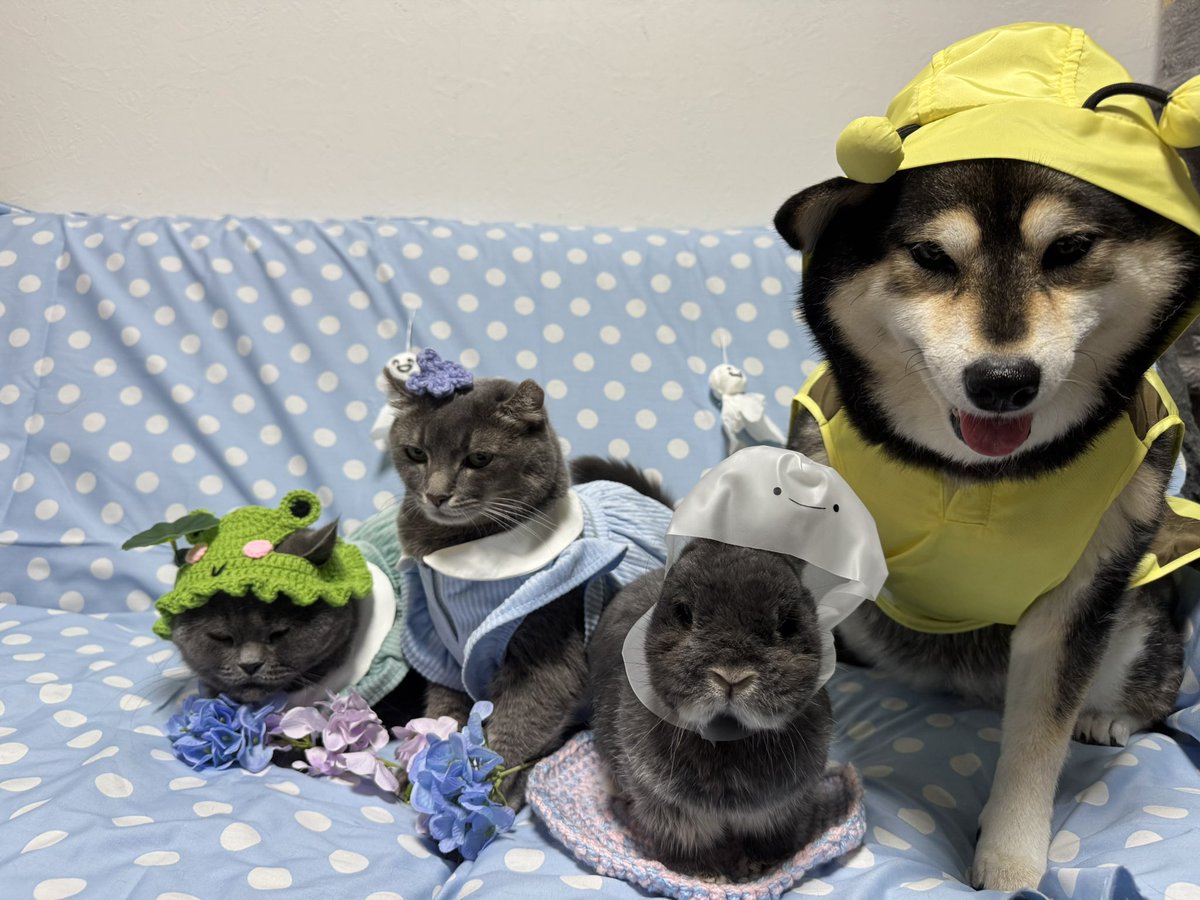NEW_JIN_2020's tweet photo. 早く梅雨あけてほしい #柴犬 #アメリカンカール #ブリティッシュショートヘア #ネザーランドドワーフ https://t.co/iTvwErmibH