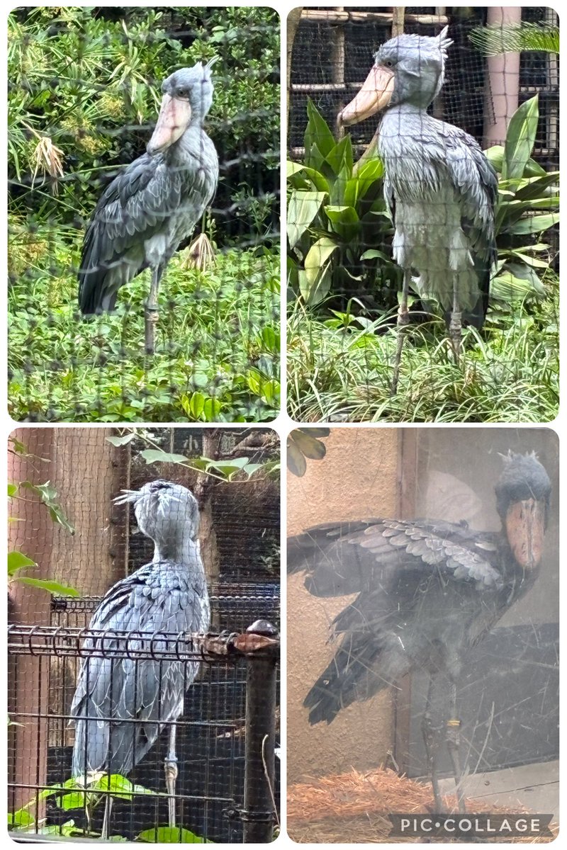 asn73x's tweet photo. 上野動物園
ハシビロコウ

本日のハシビロ先輩
4羽確認

2026.6.21
#上野動物園
#ハシビロコウ https://t.co/2uzKxQB9Ue