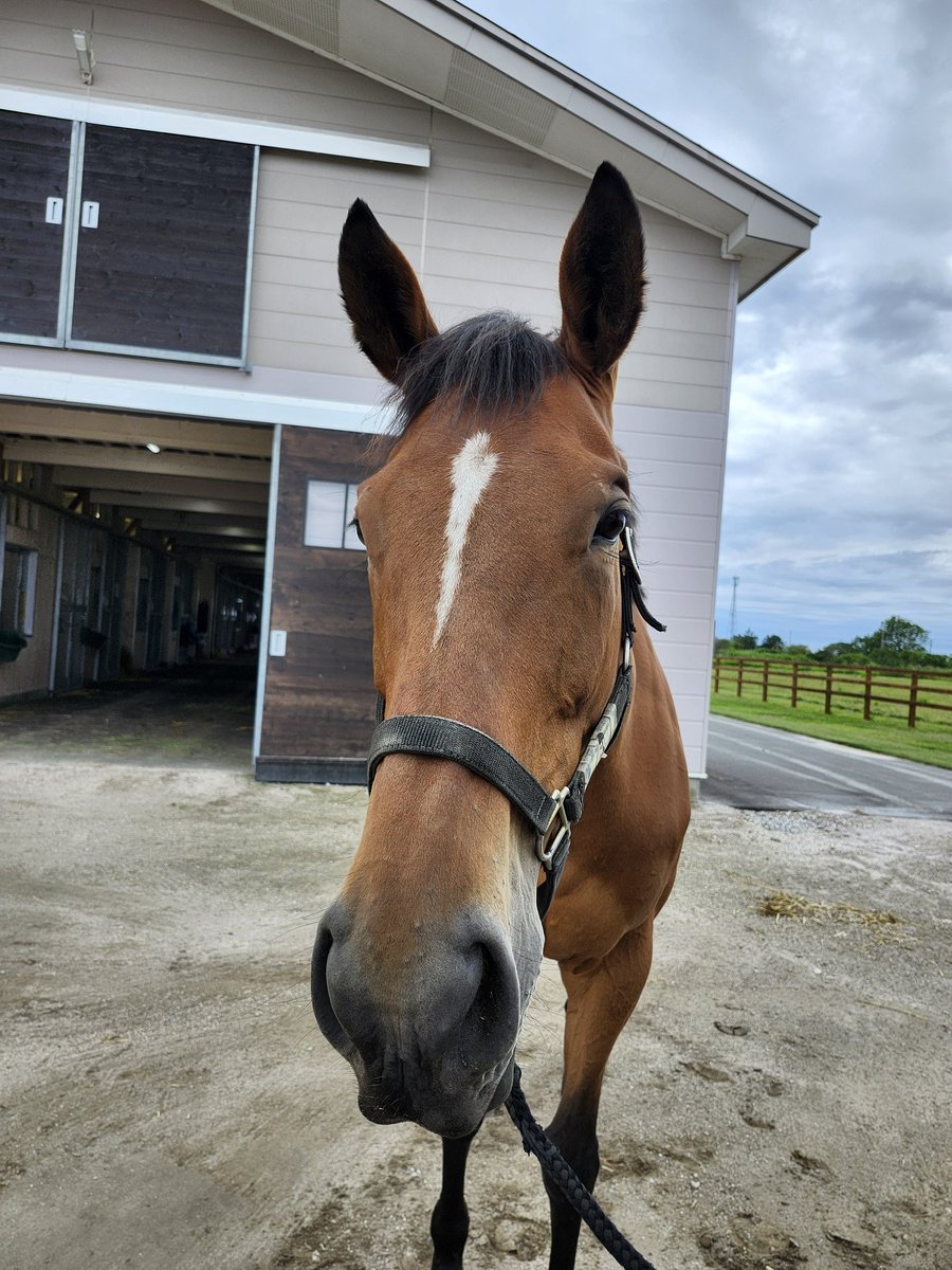 suzuka_416's tweet photo. 今年も延長ツアー🐎
戯れタイム終了🤗
セウラサーリや母アンドラステとドウデュースのお子様😳 https://t.co/2e8I7clkad