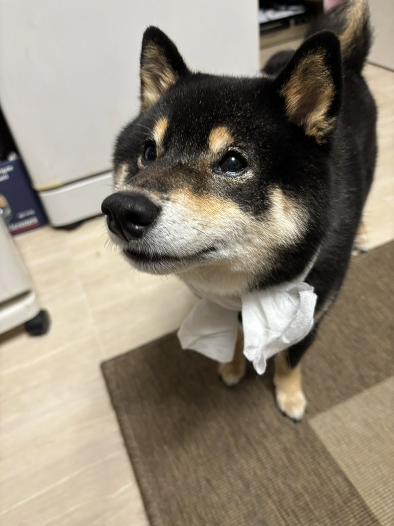 karen0513_'s tweet photo. 今日は父の日💐

今回の宮城公演では、送迎からロビーでも走り回ってくれた父に大感謝！
母ほど社交的じゃない父だけど、シャイなりにたくさん頑張ってくれました。

ありがとう！今日は何かご馳走しますね！笑

殿も勇敢に、お友達の家でお留守してくれてありがとう！😂

#10年後の君へ2026 https://t.co/qr4Fn7exWN