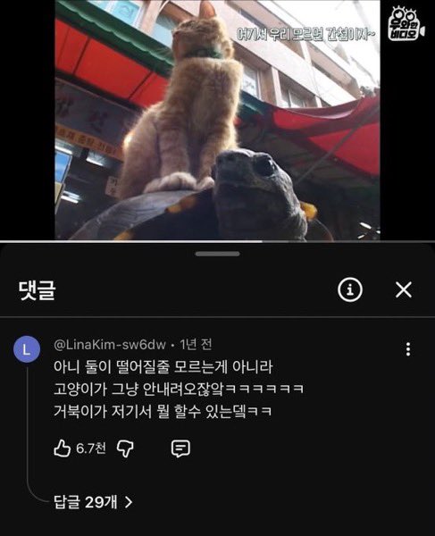 leeeosuki's tweet photo. 고양이에게 사냥당한 거북이 https://t.co/YLR39gmBNO
