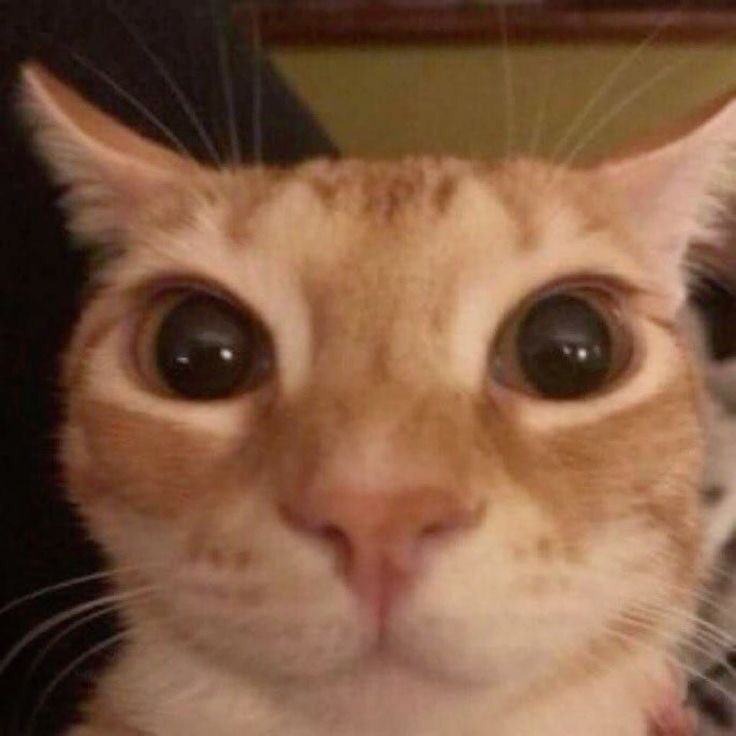 sspreencats's tweet photo. https://t.co/0dJosq3kuO