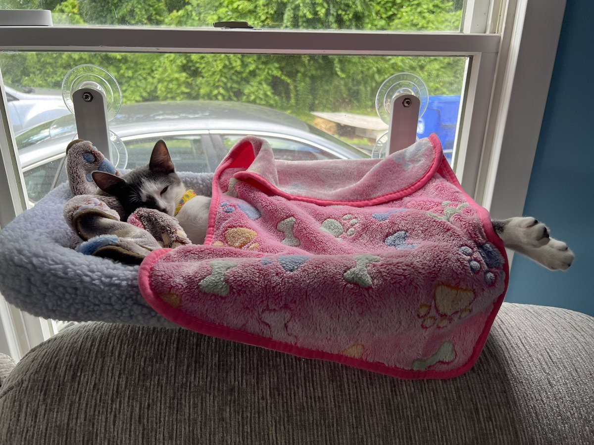 Meadow Soprano the Cat tweet media