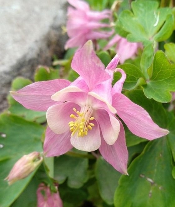 ak17nov's tweet photo. Most of the early summer flowers are gone, but there were still a few blooming in the woods. #earlysummer #wildflowers #naturewalk https://t.co/sfX6b5YQON
