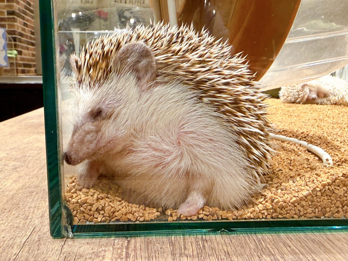 端っこが大好きなハリネズミちゃん🦔 ただいまのお時間ご予約なしでも
