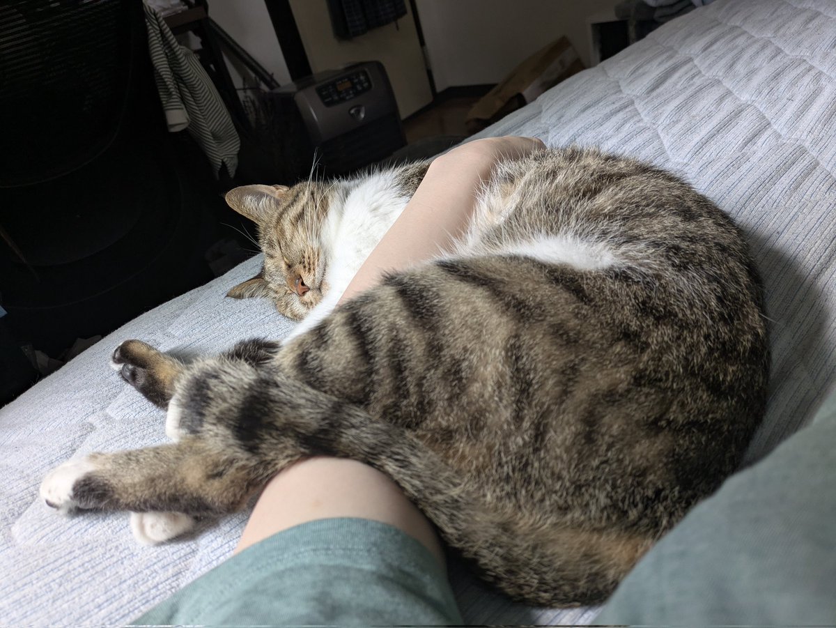 cat_tetoteto's tweet photo. そろそろ起きるよ https://t.co/wpjHf29DvW