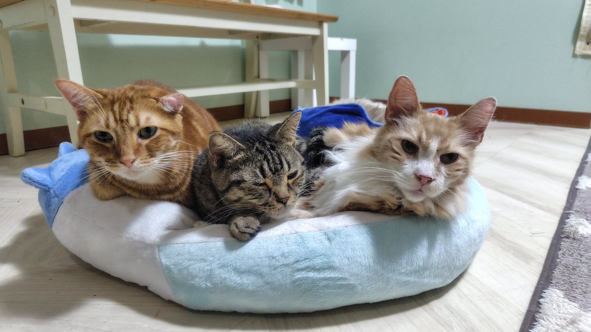amipaaizu's tweet photo. 会津も梅雨突入☔🐸

ジメジメムシムシしますが、猫スタッフ達は暑くないのでしょうか？
レオン兄さん大好き組が次々とレオン兄さんが寝ているクッションに侵入‼️
クロトはラテに踏み潰されてます💦 https://t.co/bTvurikM6b