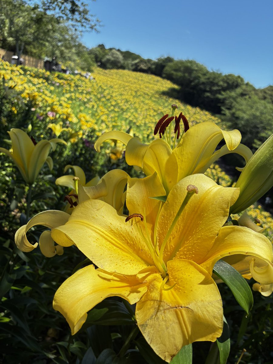 low_k4mi's tweet photo. ぶいちゃワールドでお花畑とか見たから現実の百合と紫陽花を見に来た。 https://t.co/1Jj4a59j7a