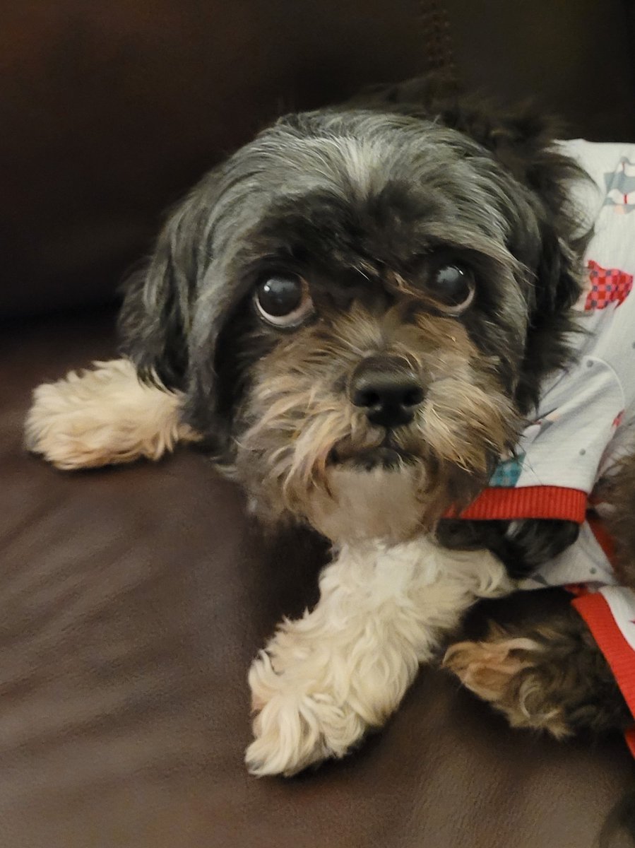 contrrob000's tweet photo. MY PRECIOUS PUP https://t.co/hxBuhlSefW