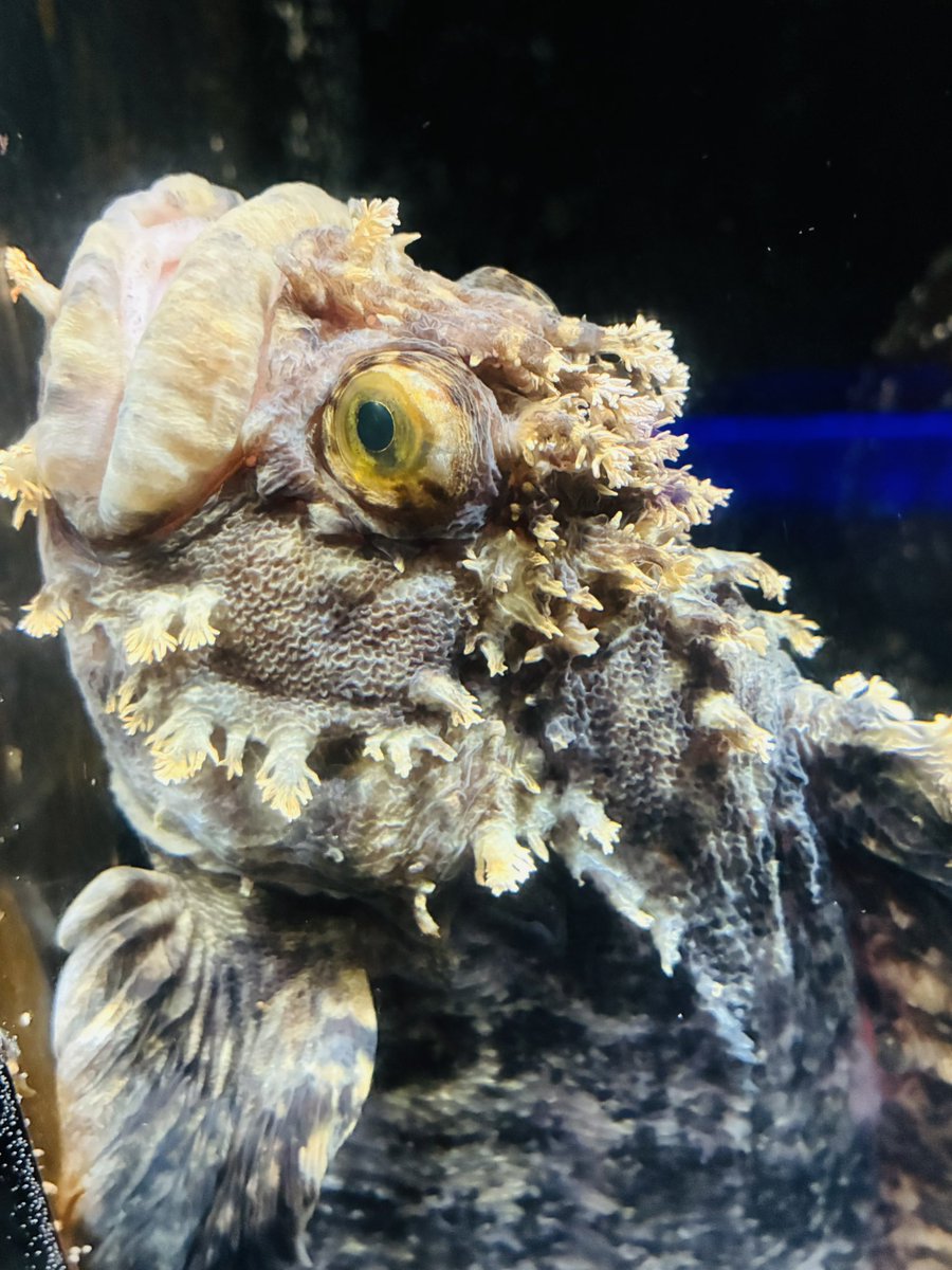 KONY11141's tweet photo. キスしたくなる唇を待つ魚2選💋 https://t.co/0JoNYikYdb