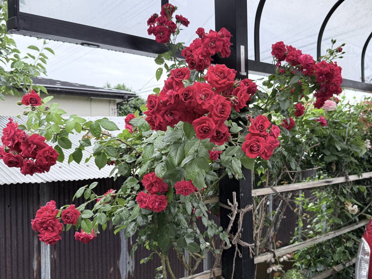 torapants's tweet photo. 雨中の家薔薇 https://t.co/ikBhuXqFJt