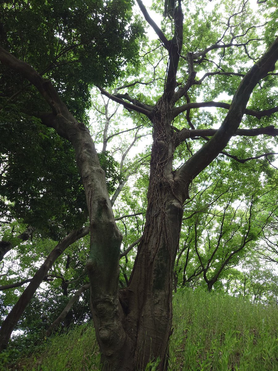 loopdraw's tweet photo. 古墳のすぐそばに立つ木。曇り空も相まって、昔話や童話に出てきそうな、“こわ～い”雰囲気が。しかし、こうして写真で見てみると、写真左側の木が「ふわあぁぁ」とあくびしているような表情にも見えてきました。 https://t.co/dXObD3skYT
