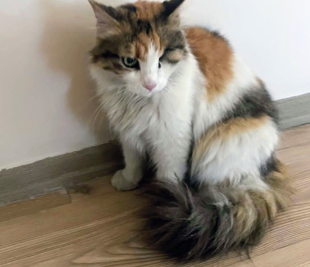 masum_gozler's tweet photo. Tek gözünü kaybetmiş kedi. Sokakta diğer kedilerden dayak yiyor. Kısır, 4-5 yaşlarında. Hiçbir sağlık sorunu yok. Geçici resmi bir kurumda. Bulunduğu sokaktaki esnaflar kedi sevmiyor. İstanbul içinde her yere getirilir. İletişim: @emine88802 Emine deniz https://t.co/2KIbFSoMMr