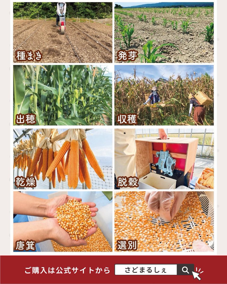 sadomarche's tweet photo. 【佐渡島のポップコーン用乾燥とうもろこし🌽】

自社栽培のポップコーン用とうもろこし（ポップ種）🌽
国産ポップ種の国内自給率は1％未満といわれる希少なとうもろこしなんです✨

ふわっと軽やかな食感と口どけの良さが特長。
😋

🔗こちらからチェック！
https://t.co/Vf09uzccni https://t.co/ooHTMTqA2K
