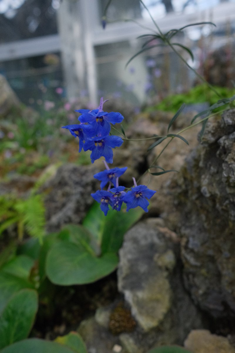 fuji___log's tweet photo. 今週も咲くやこの花館へ
1週間で温室の花の咲き具合結構変わってた https://t.co/f53OVkcgWk