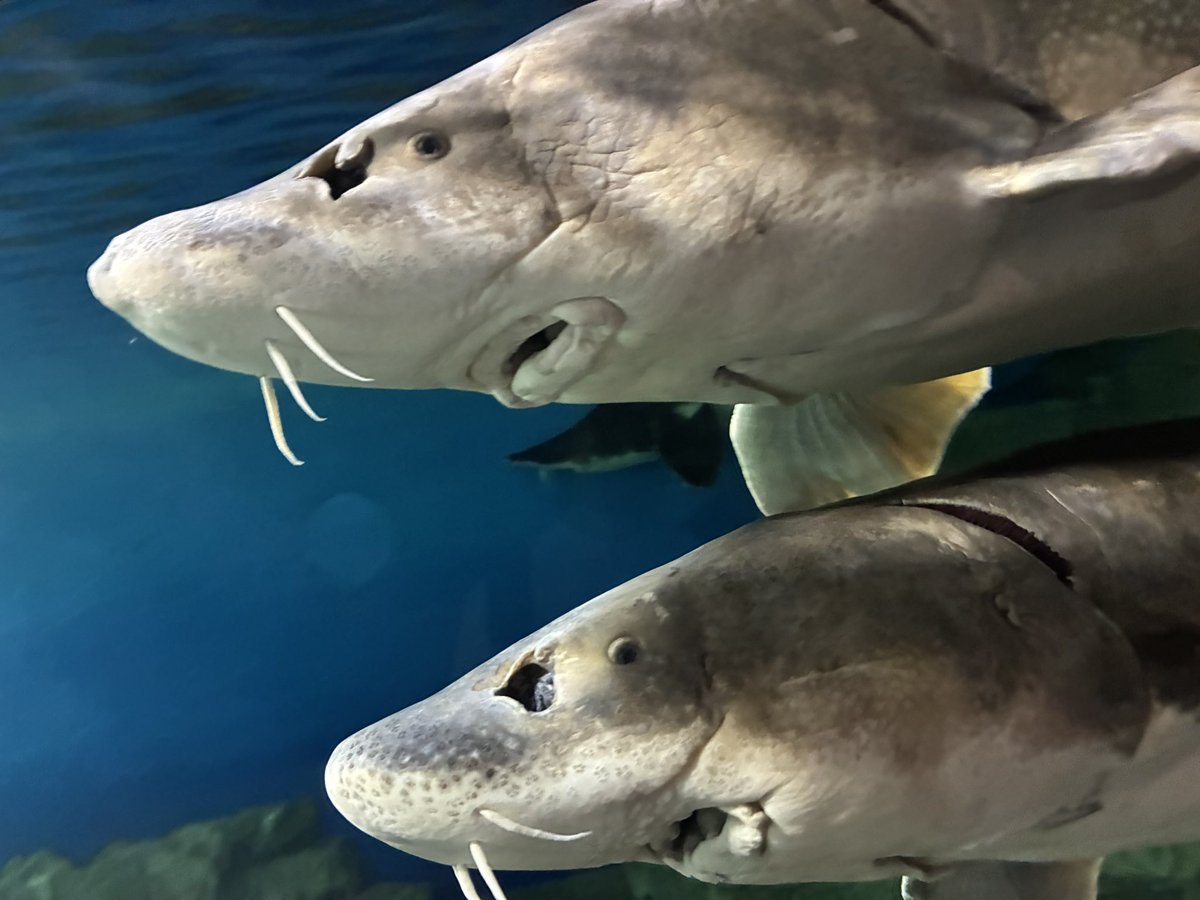 KONY11141's tweet photo. 【🦭水族館🦭】

①ガントバシペンギン
②クビレイシキエビ
③チョビヒゲフタゴザメ
④ユウガオヨギジャマサレエイ https://t.co/JlVzah7458