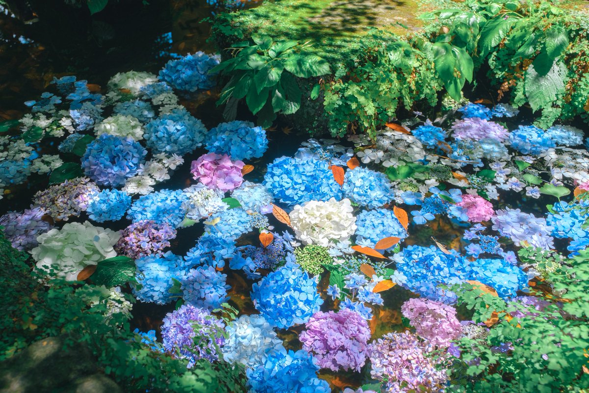 tsumugi_pt999's tweet photo. 水に浮かんだ紫陽花 とっても綺麗。 https://t.co/GWn95hx6Wz