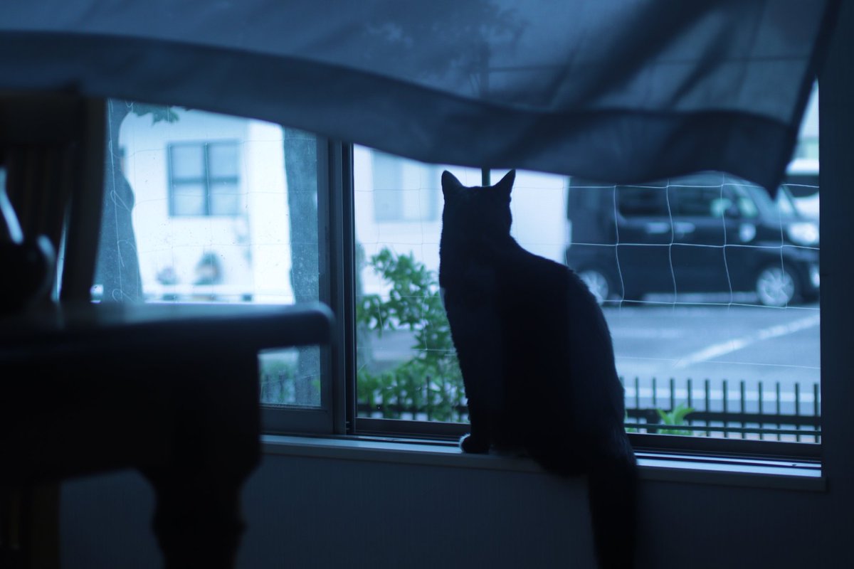 av000cado's tweet photo. いつでも外が気になるねこ🐈‍⬛
母が仕事のときはいつも邪魔ねこしてる

#ねこ
#写真好きな人と繋がりたい https://t.co/VrxxUkX7x0